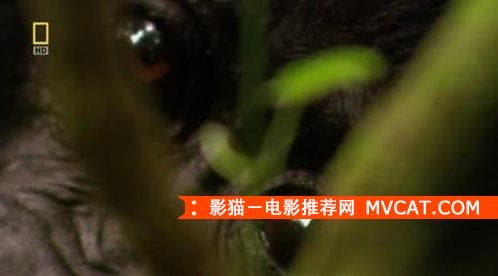 《大猩猩电影推荐》影猫－电影推荐网 WWW.MVCAT.COM