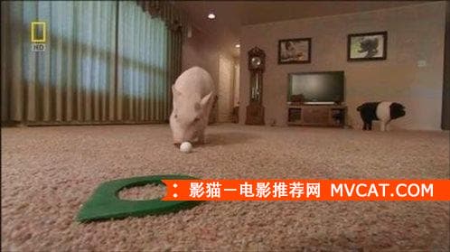 《猪猪电影推荐》影猫－电影推荐网 WWW.MVCAT.COM