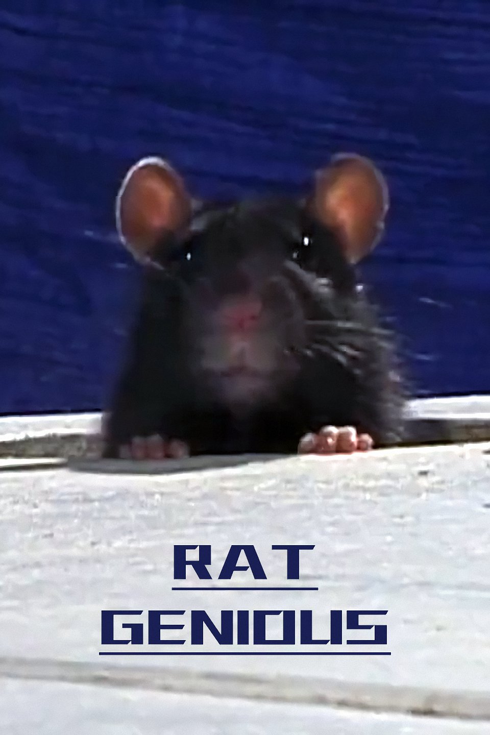 纪录片《天才老鼠》（2008）